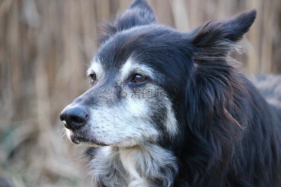 狗,边境牧羊犬,牧羊狗