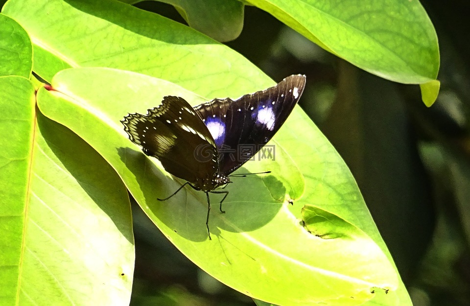 蝴蝶,danaid eggfly,模仿