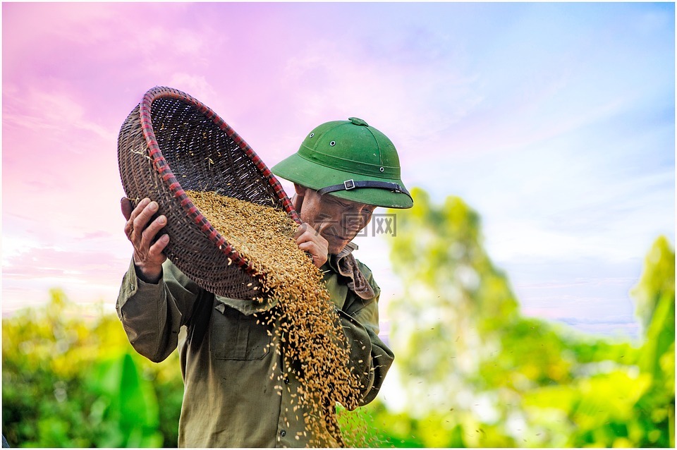粮食干燥,d 水稻,农民