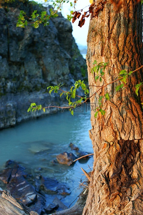 树,岩石,阿尔泰山