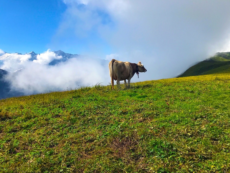 牛,山,景观