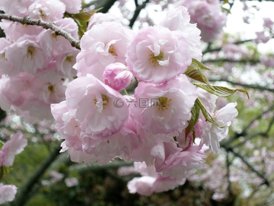 樱花,植物,粉色