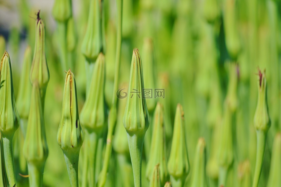 燕麦根,ragopogon porifolius,花