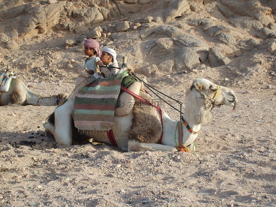 骆驼,沙漠,山