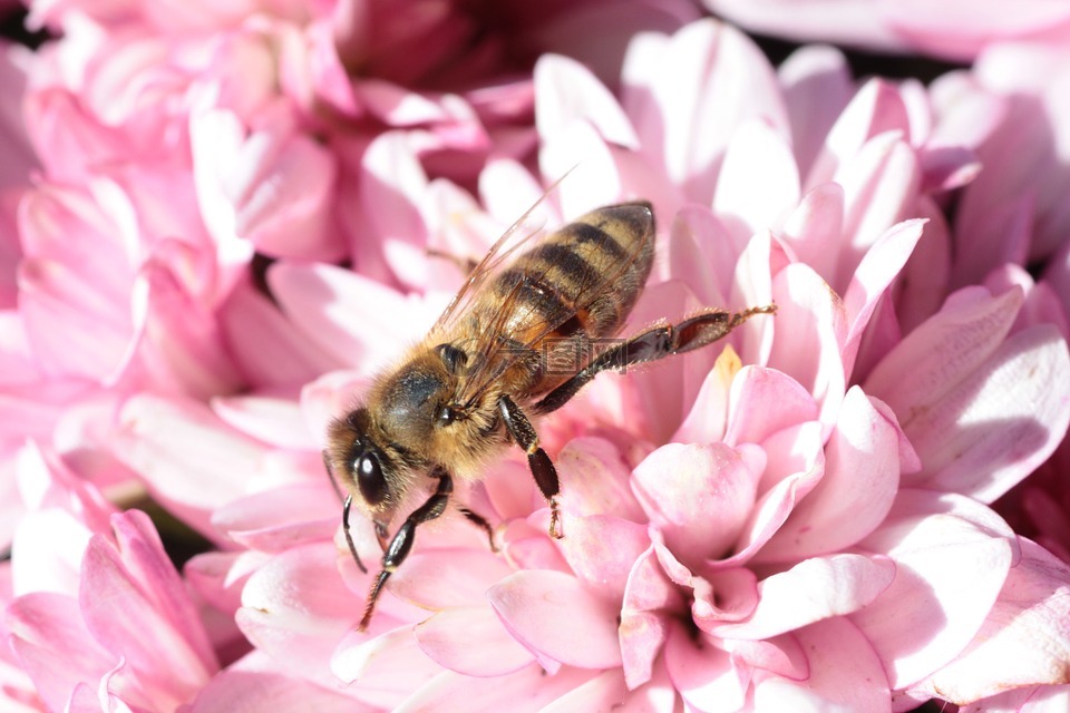 蜜蜂,宏,花