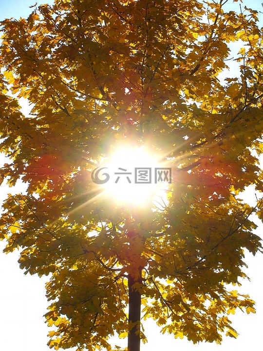 金色的秋天,季节,阳光