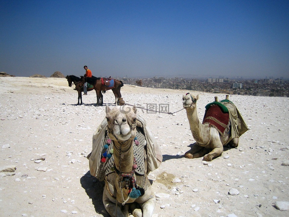 骆驼,埃及,阿拉伯