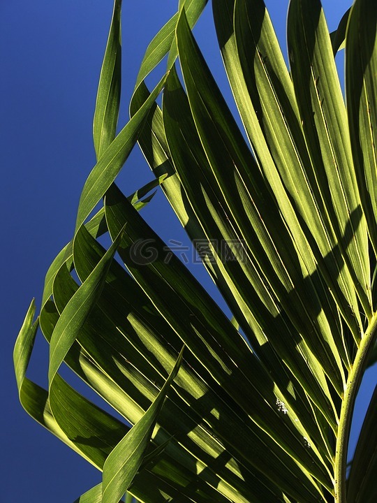 棕榈,叶子,青年棕榈树