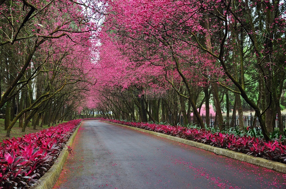 櫻花,道路,步道