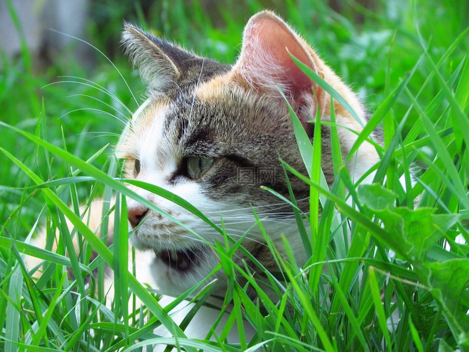 猫,花园,龟甲