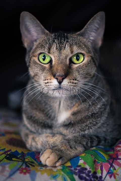 猫,绿色的眼睛,听力