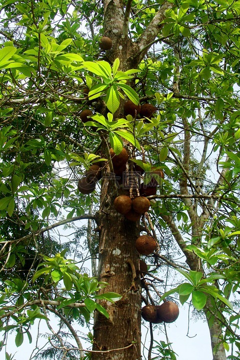 佳能球树,耶拉布尔,北方卡纳达语