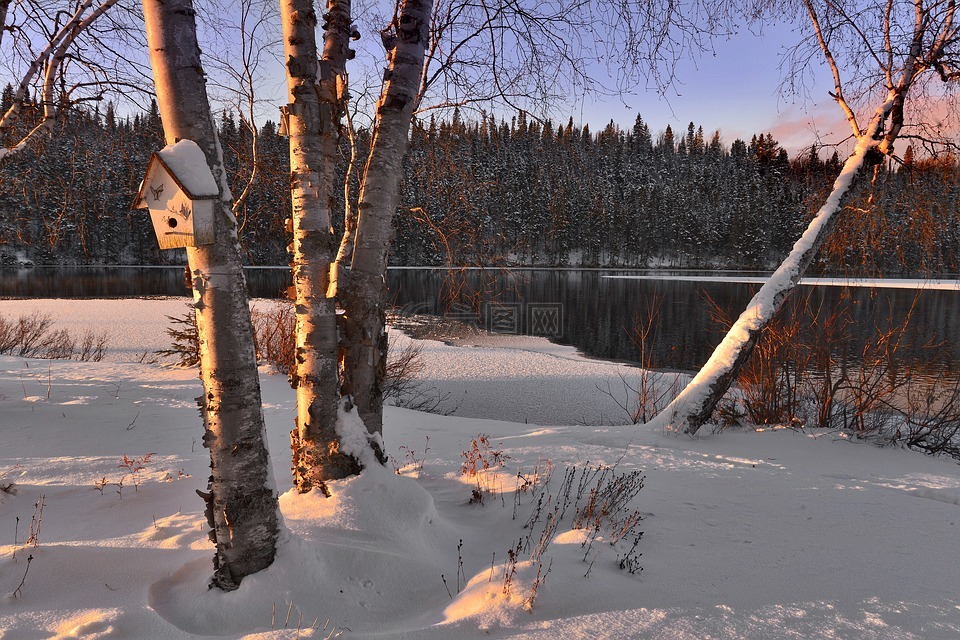 冬天风景,雪,树