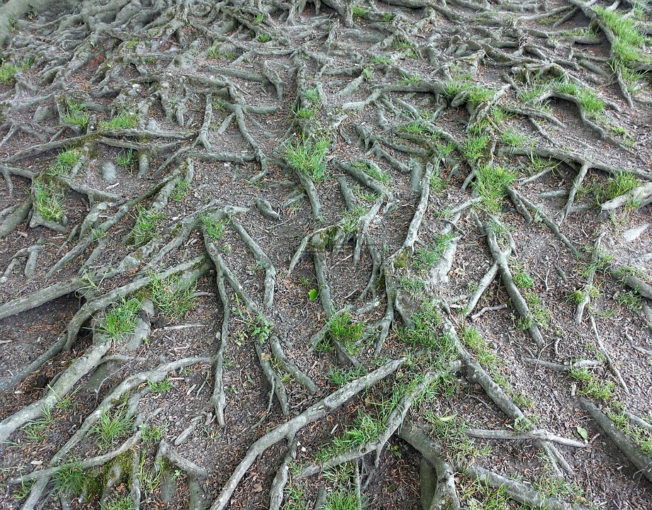 根,杂草丛生,树