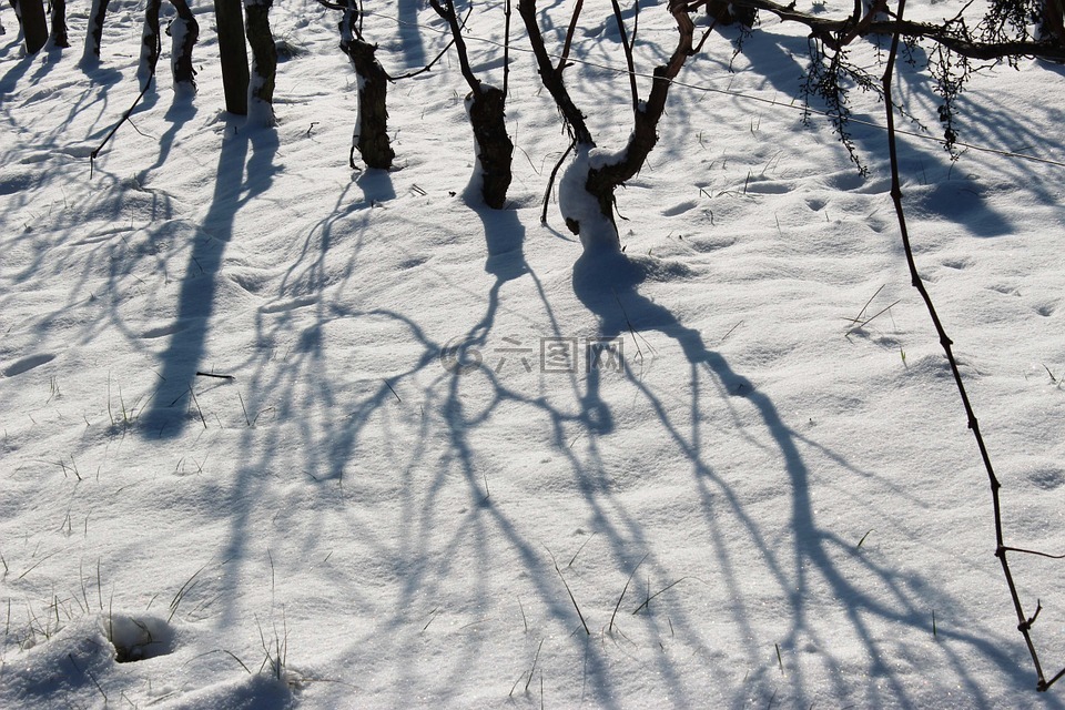 葡萄园,雪,影子