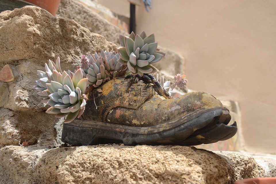 鞋,石,植物