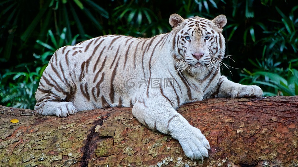 白虎,学名 panthera tigris底格里斯河,孟加拉虎