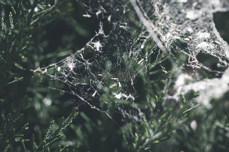 蜘蛛,web,自然