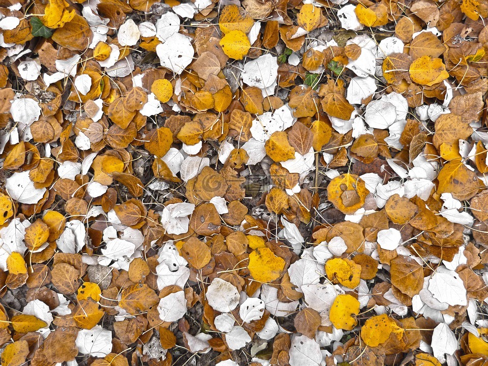 叶,杨树,地毯叶