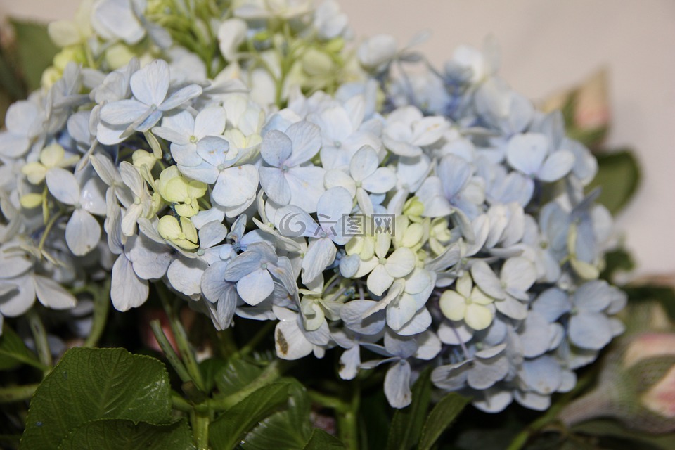 蓝色绣球花,插花,婚礼装饰