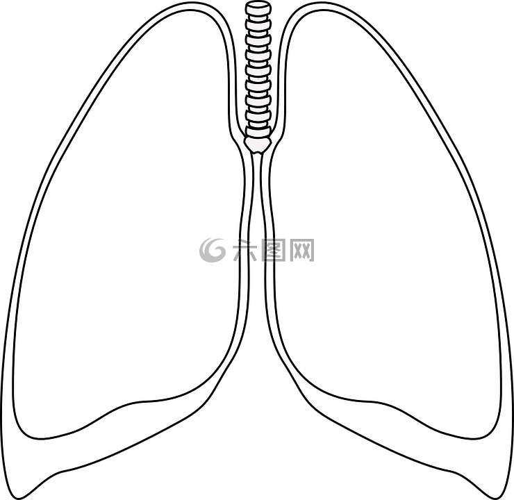 肺,清除,支气管