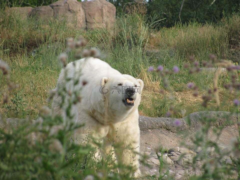 北极熊,轰鸣声,咆哮