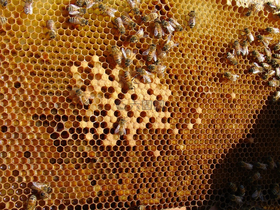 蜜蜂,蜂窝,人的礼物