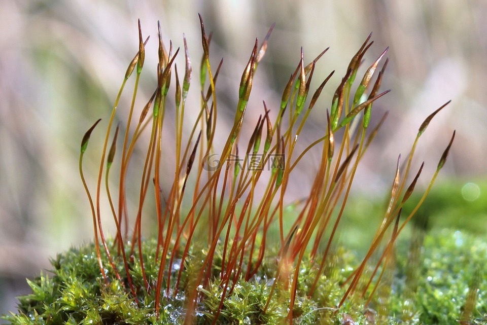 苔,墙上扶轮齿苔藓,刺叶墙藓 muralis