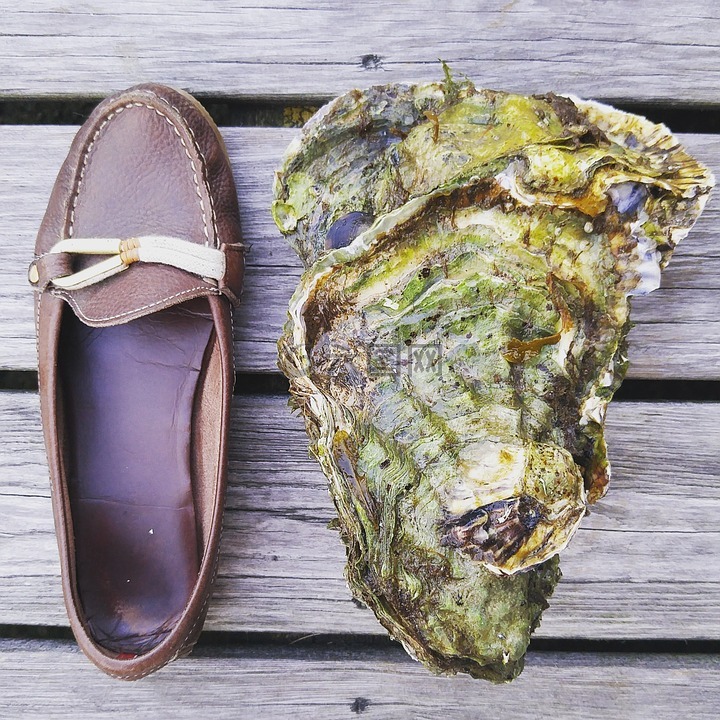 牡蛎,鞋,外壳