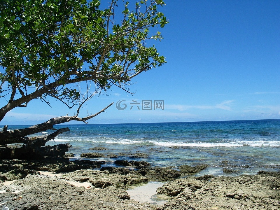 海滩,海,树