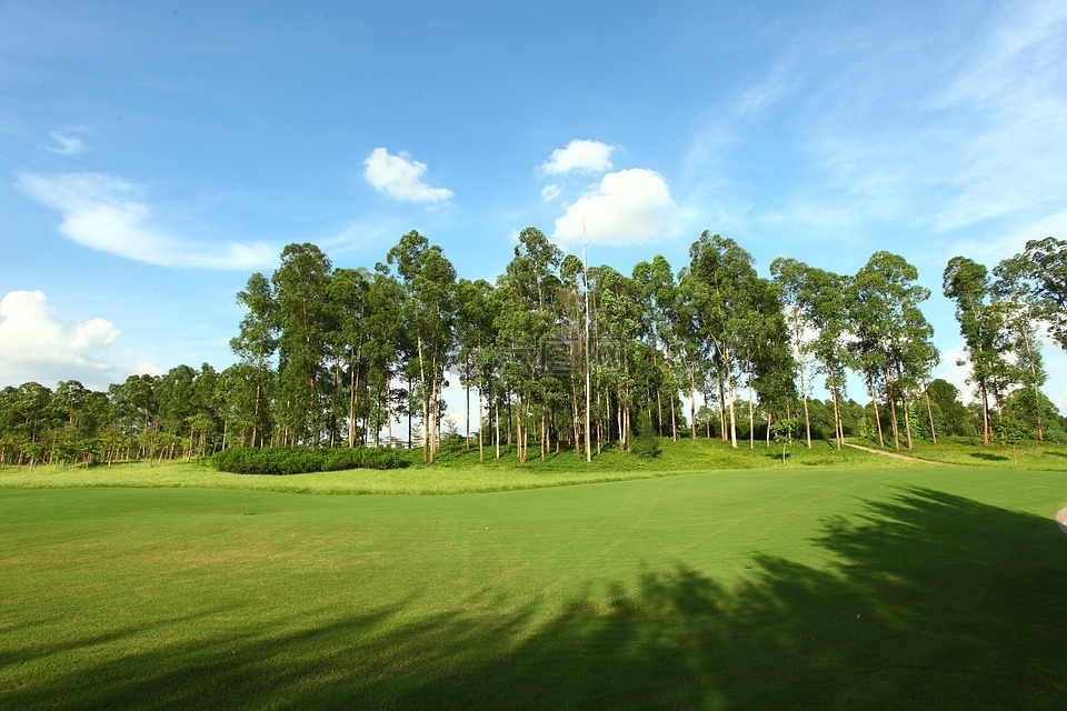 高尔夫球场,绿地,景观