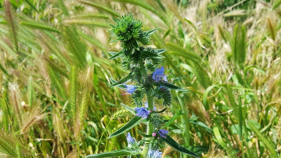 echium 花,blueweed,毒蛇bugloss
