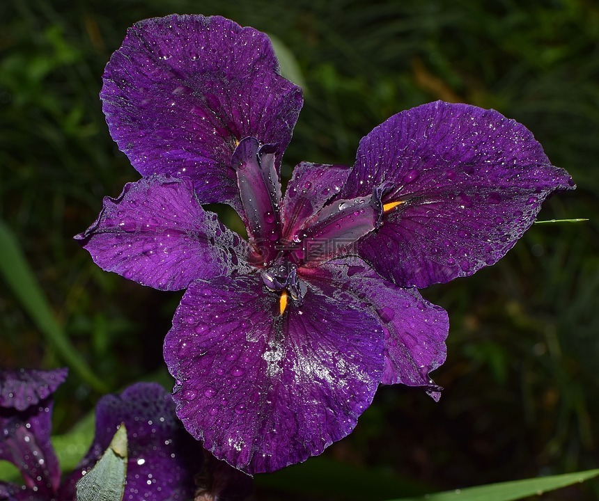 闪闪发光的雨水湿虹膜,路易斯安那州光圈,花