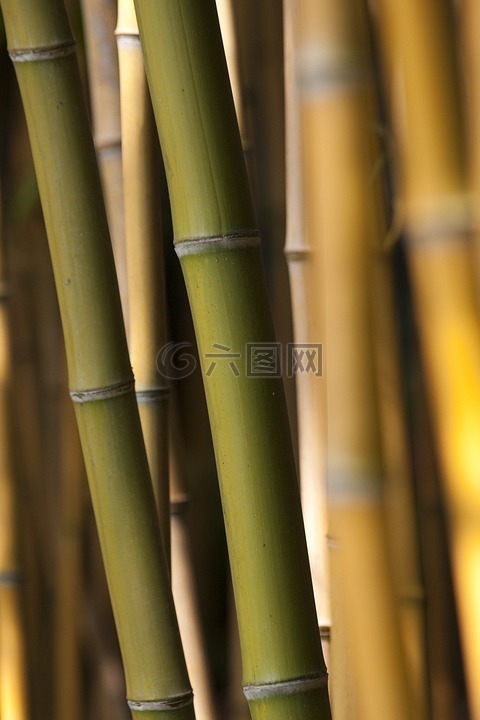 竹,草,绿色
