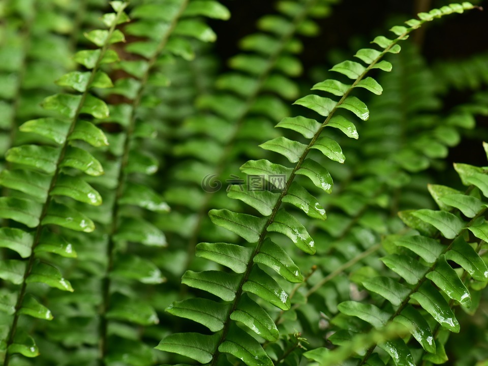 蕨类植物,叶,叶子