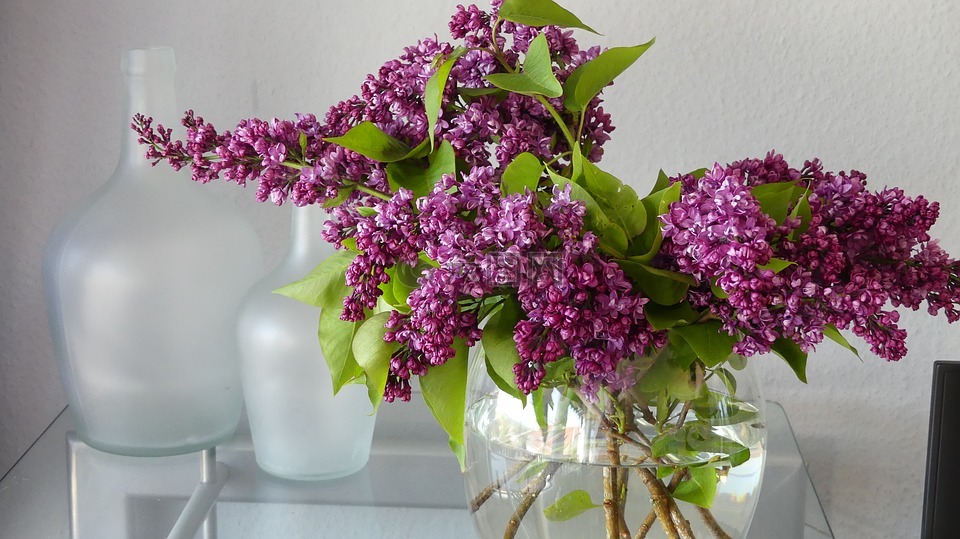 紫丁香,花瓶,紫丁香花