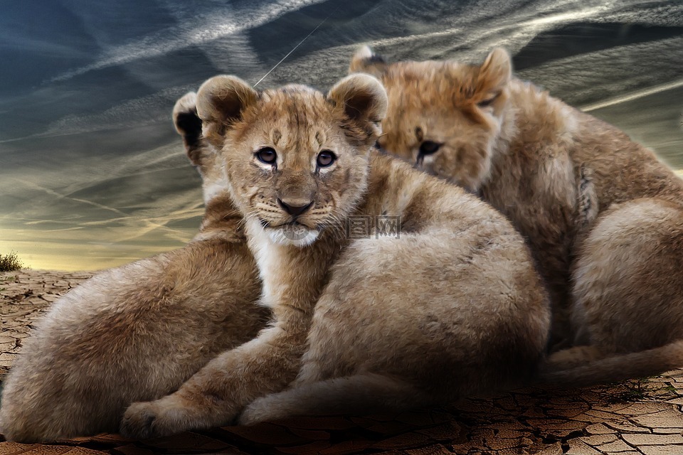 小狮子,狮子宝宝,狮子