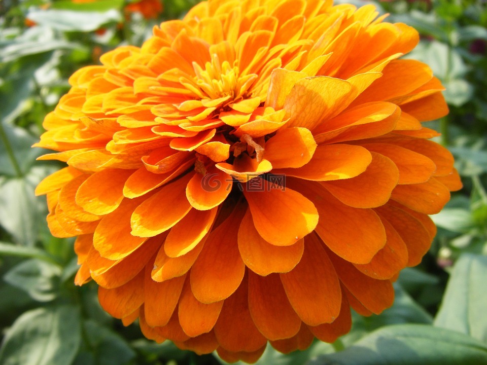 金盏花,鲜花,橙色