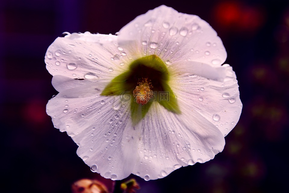 倒挂金钟,花,花的