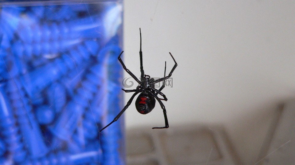 黑寡妇,蜘蛛,有毒