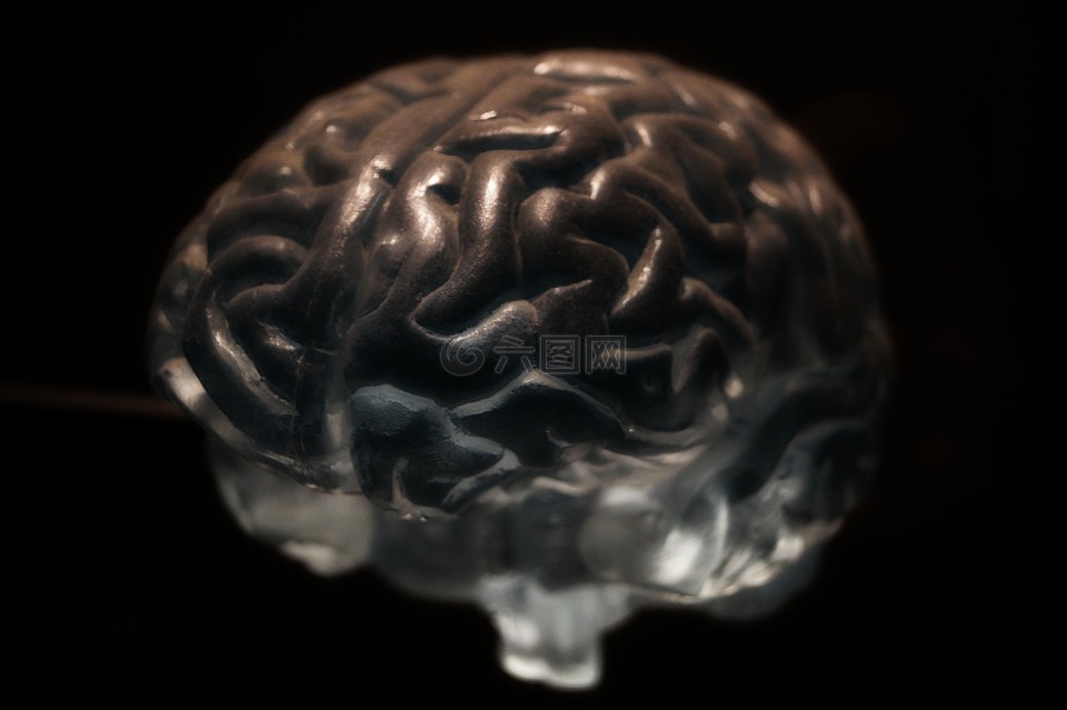 大脑,解剖,神经元