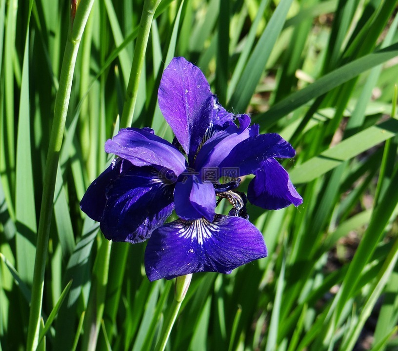 蓝色,鸢尾花,花