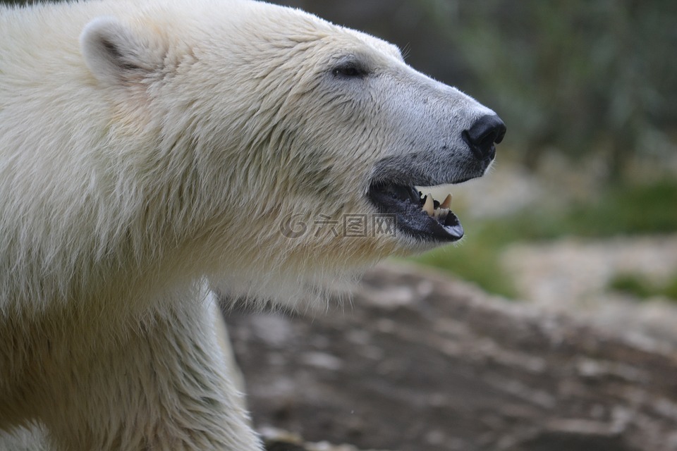 白熊,极地,动物园