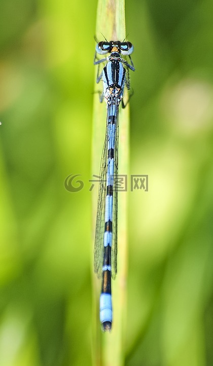 蔚蓝色的伴娘,蜻蜓,昆虫
