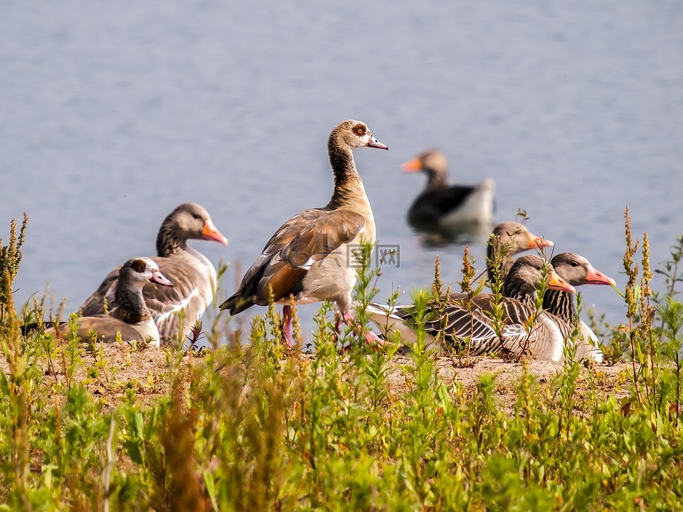 鹅,灰鹅,nilgans