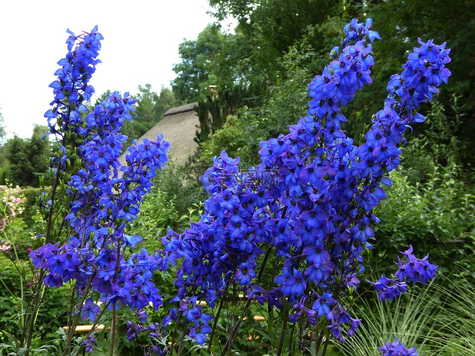 藍色的花,傘形花序,觀賞花園高清圖庫素材免費下載(圖片編號:6568534)