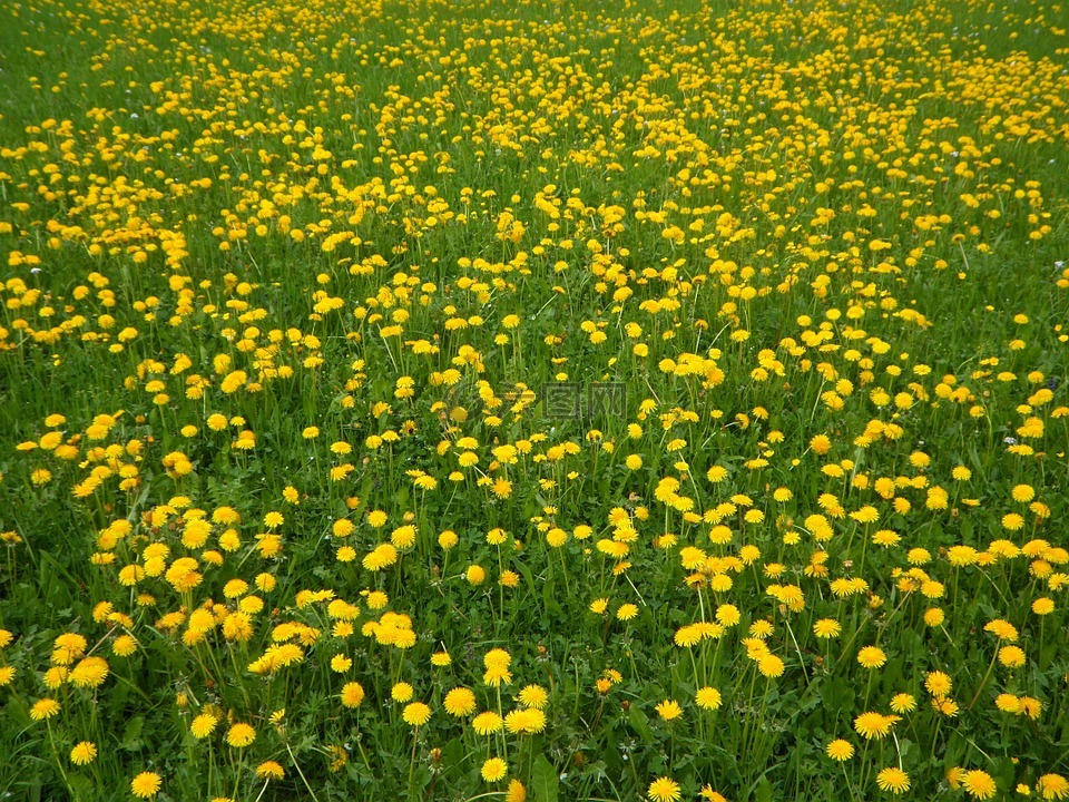 春天,盛开,黄色