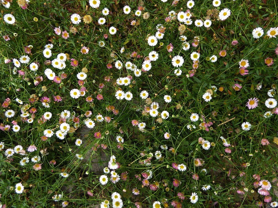 雏菊,五颜六色的花草甸,草