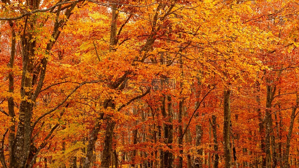 秋季树叶,秋季,橙色