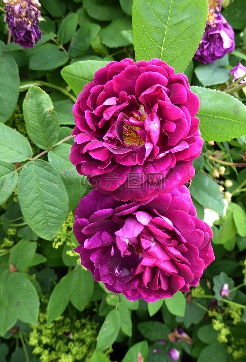 芬芳的玫瑰,紫,花园